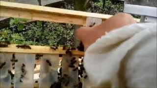 Пчеловодство Матки вышли из маточников Beekeeping bee came out of the queen