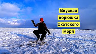 Мартовский зубарь в Охотском море!