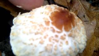büdös őzlábgomba, lepiota cristata, Stink-Schirmling, lépiote crêtée