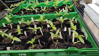 UKFN 2019 - Outdoor Ganja Grow Update
