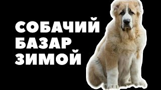 Собачий Рынок // Ит Базар // Алматы 7 декабря 2019 г.