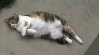 Do Something, Cat