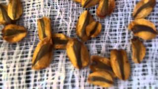 Seeds of Giant sequoia