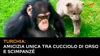 Turchia: amicizia unica tra cucciolo di orso e scimpanzé