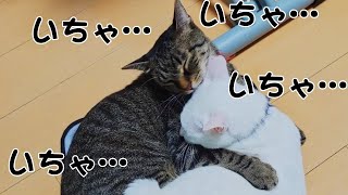 猫、いちゃラブ 【嫉妬フリー猫動画】