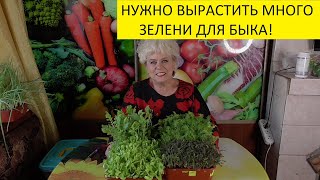 ГОТОВИМСЯ ВСТРЕТИТЬ НОВЫЙ 2021 ГОД БЫКА! 