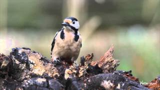 Chant d'oiseaux des jardins et de nos campagnes Film documentaire animalier
