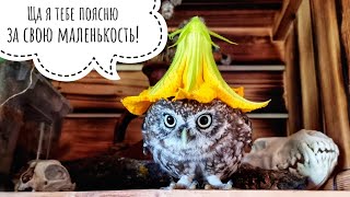 Надели тыкву на голову сове! Сычик - эльф, мокренькая кисонька, недовольная совка