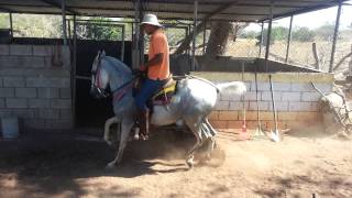 CABALLO TESORO SE VENDE