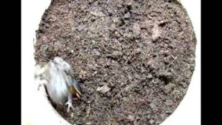Predation of amphibians by Epomis (adult) video 01