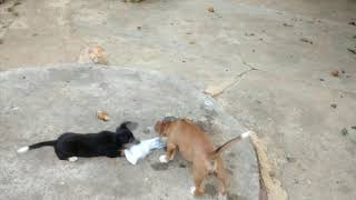 Perritos hermanos de diferente padre, misma camada