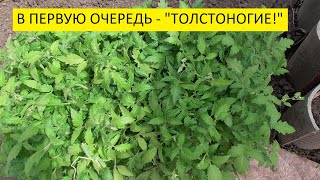 Мои любимые "толстоногие" томаты! Какие сорта я высажу на завалинках? 