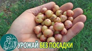 Миниклубни из отходов ???? Урожай семенного картофеля без посадки и выращивания Опыты Гордеевых