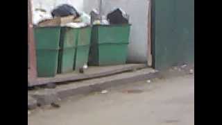 Нашествие гиганстких крыс в центре Омска (25.09.2012)