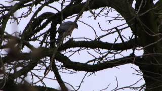 Vroege Vogels - Sperwer eet tortel
