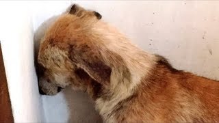 Dog Abused So Badly That She Was Too Terrified To Even Look At Her Rescuers