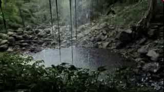 Sydney Weekender in Dorrigo National Park