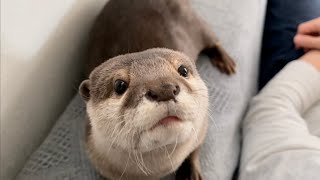 カワウソさくら 飼い主の変な動きに困惑し続けるカワウソ otter confused by the strange movements of its owner