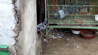 Racing Pigeon Panks Loft 2014