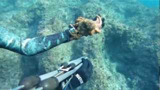 Pescasub incontro la piovra gigante.