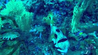 Андаманское море, риф "Бида нок"