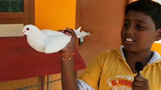 How to buy a pigeon|pura valarupu