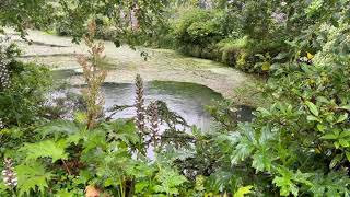 Rainy Day Pond for Sleeping Instantly | Falling Rain Sounds on Water | Fall Asleep FAST: Sleep Aid