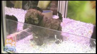 Poodle X Shih-Tzu puppies