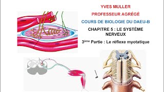 Chapitre 5 - 3ème Partie : Le réflexe myotatique - Cours de Biologie du DAEU-B