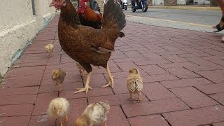Злой Школьник-'Нашел баг у курицы' или 'куриный гипноз'