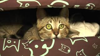 ネコ　あっちむいてホイ　特訓動画　「子猫とあっちむいてホイで遊んだ」動画