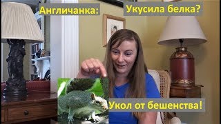 011. ОСТОРОЖНО БЕЛКА! Укусила белка? Укол от бешенства!