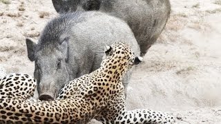 Leopardo vs. Javali  ( Leopard vs. Wild Boar  )