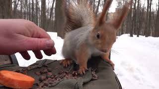 Незнакомая взрослая белка / An unfamiliar adult squirrel