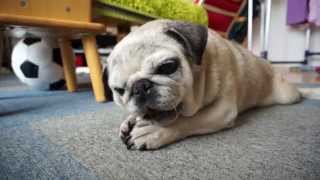 おやつを取られそうになって怒るパグ！Pug