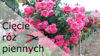 Jak przycinać róże pienne wiosną?