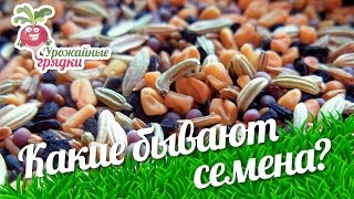 Какие бывают семена? #urozhainye_gryadki