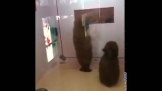 Собака ходит на задних лапах и танцует