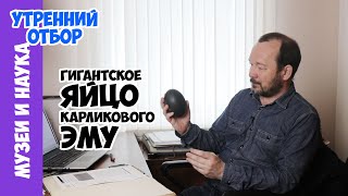 Гигантское яйцо карликового эму. Игорь Фадеев
