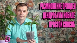 РАЗМНОЖЕНИЕ ОРХИДЕИ ДЕНДРОБИУМ НОБИЛЕ. САМЫЙ ПРОСТОЙ СПОСОБ. СОВМЕСТНЫЙ ПРОЕКТ С КАНАЛОМ ORHI.VED.A.