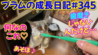 Bushbaby Plum's Growth Diary ショウガラゴ プラムの成長日記 #345