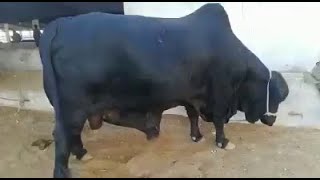Beauties For 2020 In Pakistan