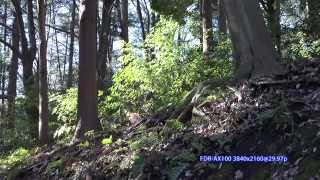 [4K] Panasonic HC-WX970M vs Sony FDR-AX100 Shoot out