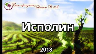 Исполин урожая 2018 года