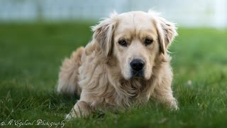 Sony A77 Mark II - Best Of Picture Examples (Part Two)