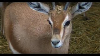 Dorkas gazela - Gazella dorcas - Dorcas Gazelle