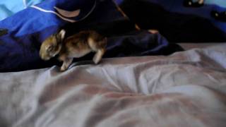 Premiers pas de lapinou