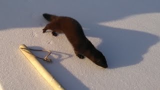 Кулаковский залив 03.01.2016, Воришка рыбы! Куница