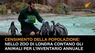 Censimento della popolazione: nello zoo di Londra contano gli animali per l’inventario annuale