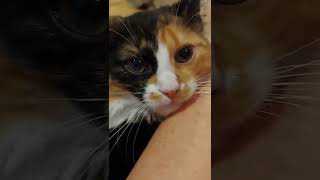 киска малышка проснулась. кошка Мура. трехцветная редкий зверек